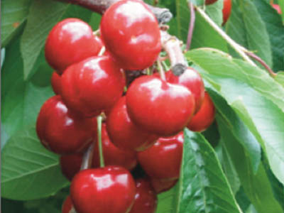Dalmonte-Piante-Ciliegio-Giant Red&reg; cov 2