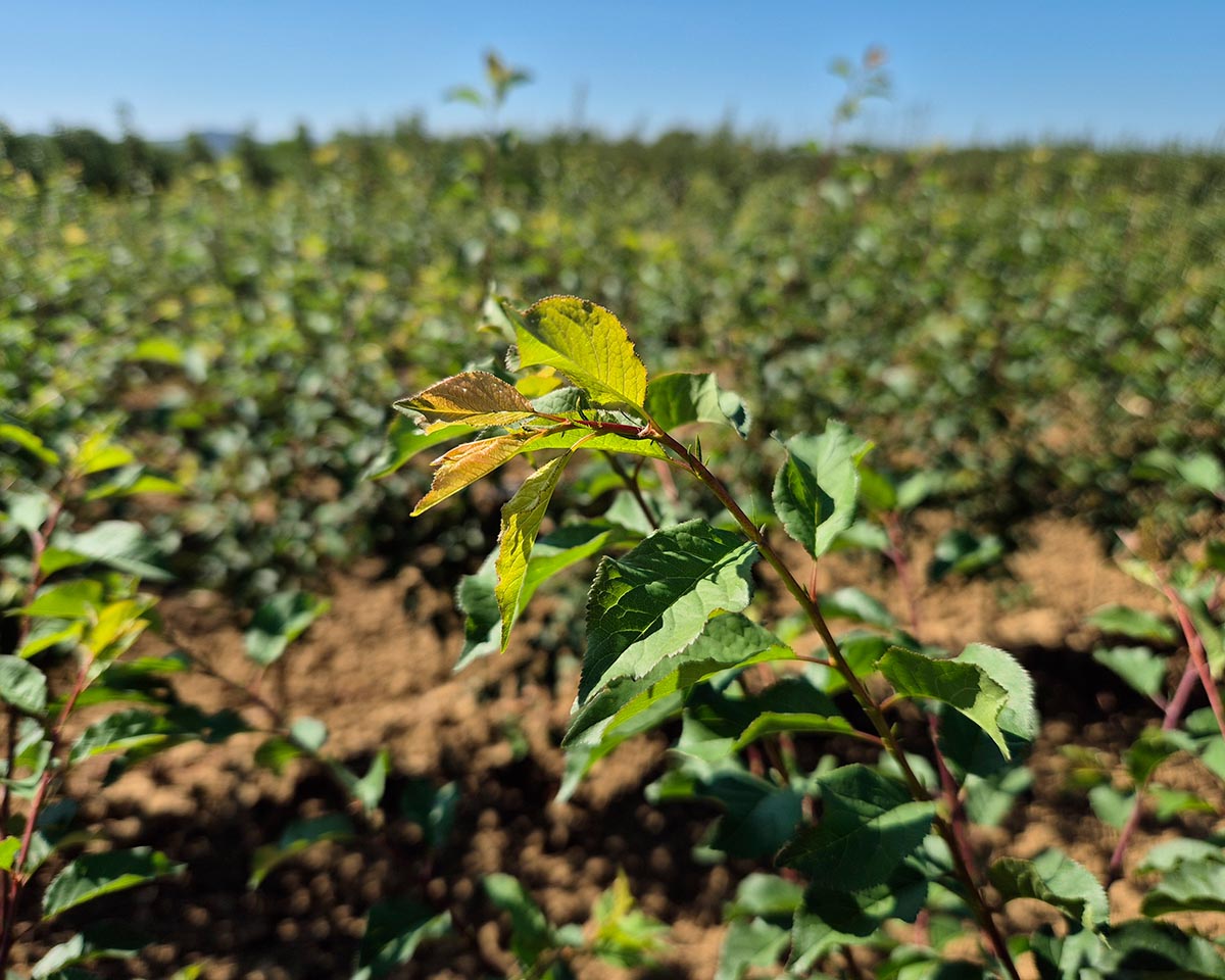 Dalmonte Piante - Portainnesti - Mirabolano 29C