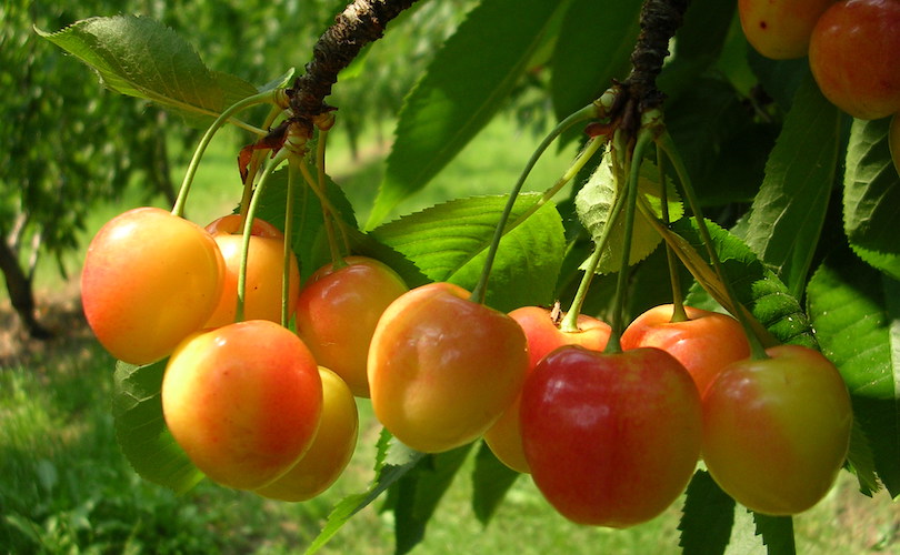 durona-bianca-marchigiana-dalmonte-piante