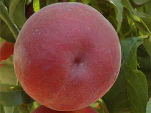 Royal Summer® - Dalmonte Davide e Achille