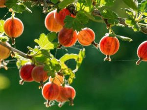 Dalmonte-Piante-frutti-di-bosco-uva-spina-rossa