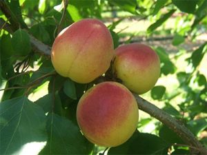 Dalmonte-Piante-Albicocco_Vanilla Cot® cov