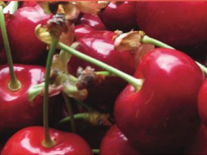 Dalmonte-Piante-Ciliegio-Giant Red&reg; cov