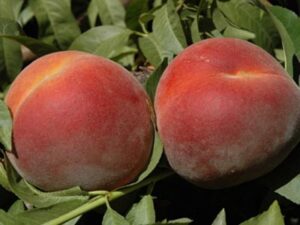 Sweet Dream® - Pesco - Dalmonte Davide e Achille