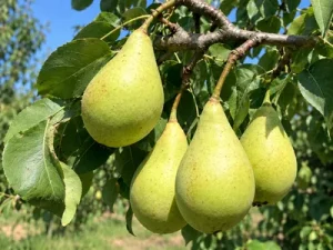 Pero Spadona -Dalmonte Piante